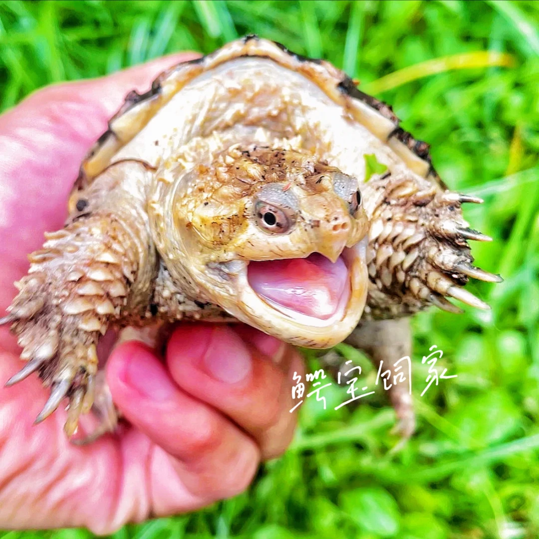 鳄宝直播挑选凶猛佛鳄宠物龟活物北美杂佛水族观赏宠物乌龟活体