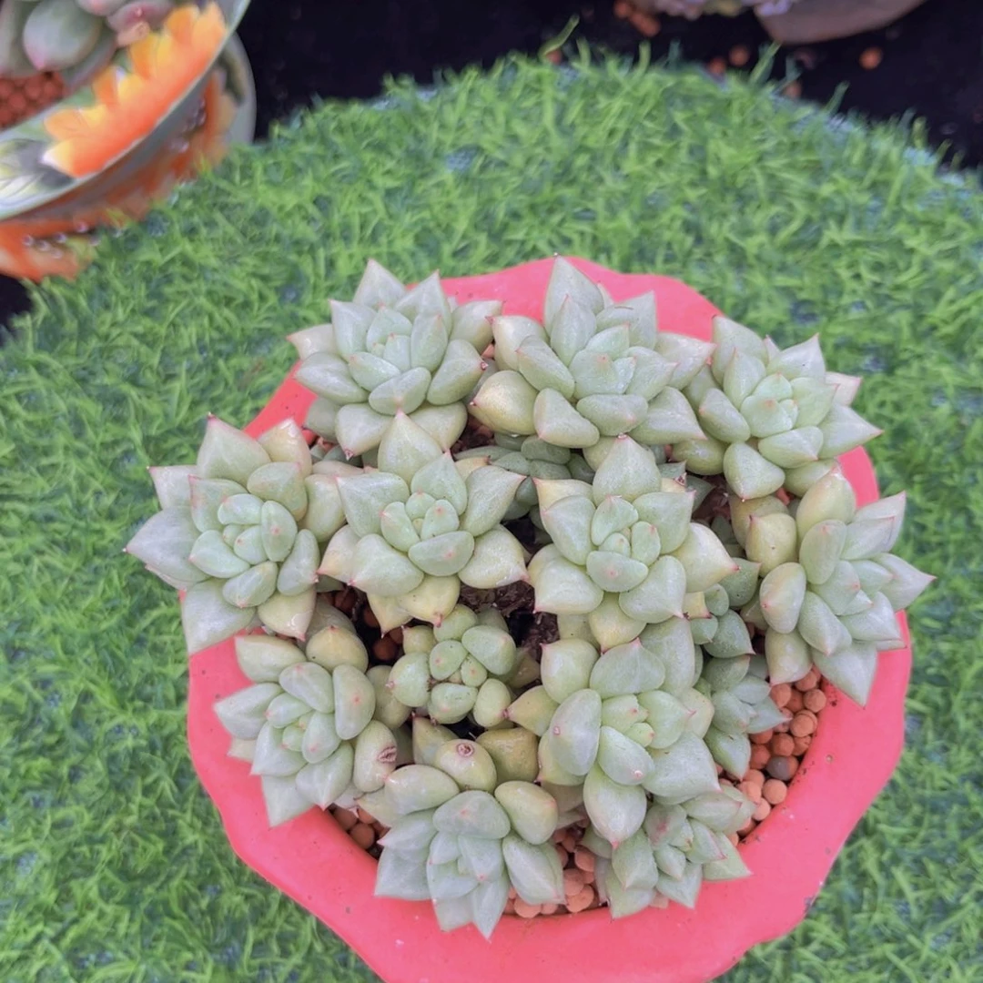 完全开放多肉植物黄金象牙