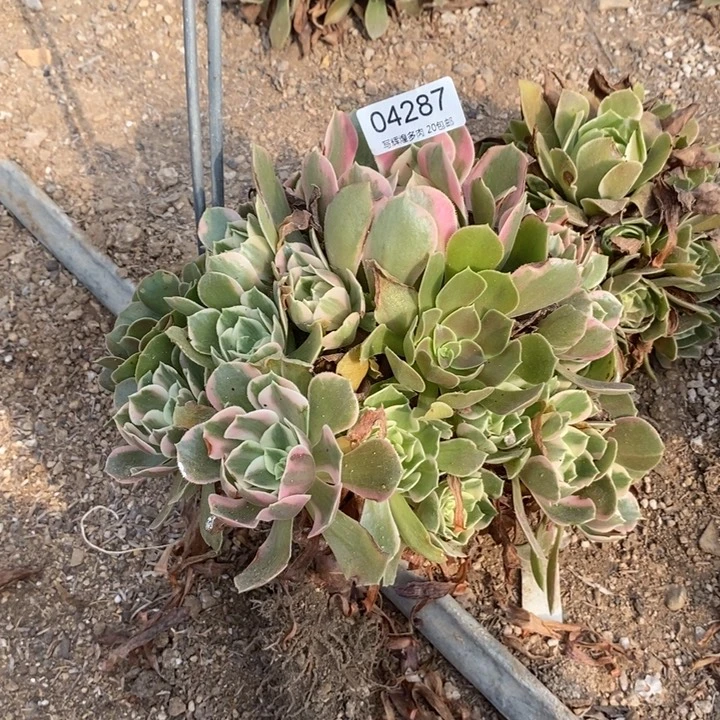 04287女妖多肉植物