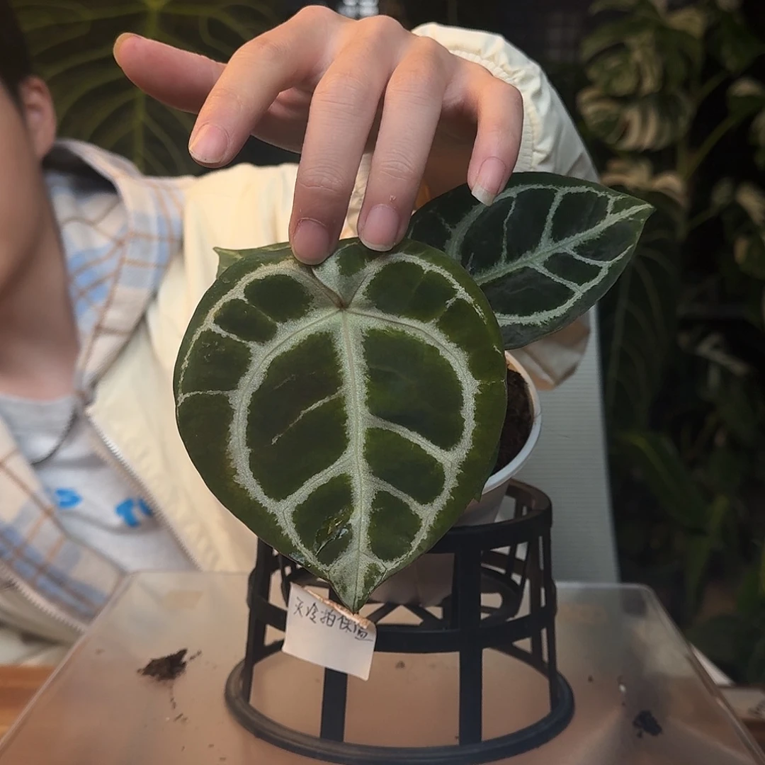不开花植物J109极致圆脸杂圆脸小钻石