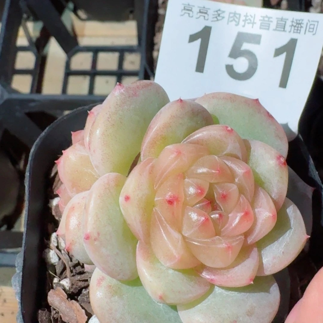 平***乐孤品         精品多肉