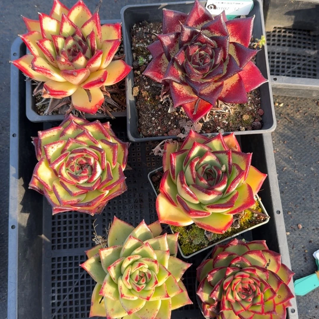 从前慢多肉精选编号0102.32