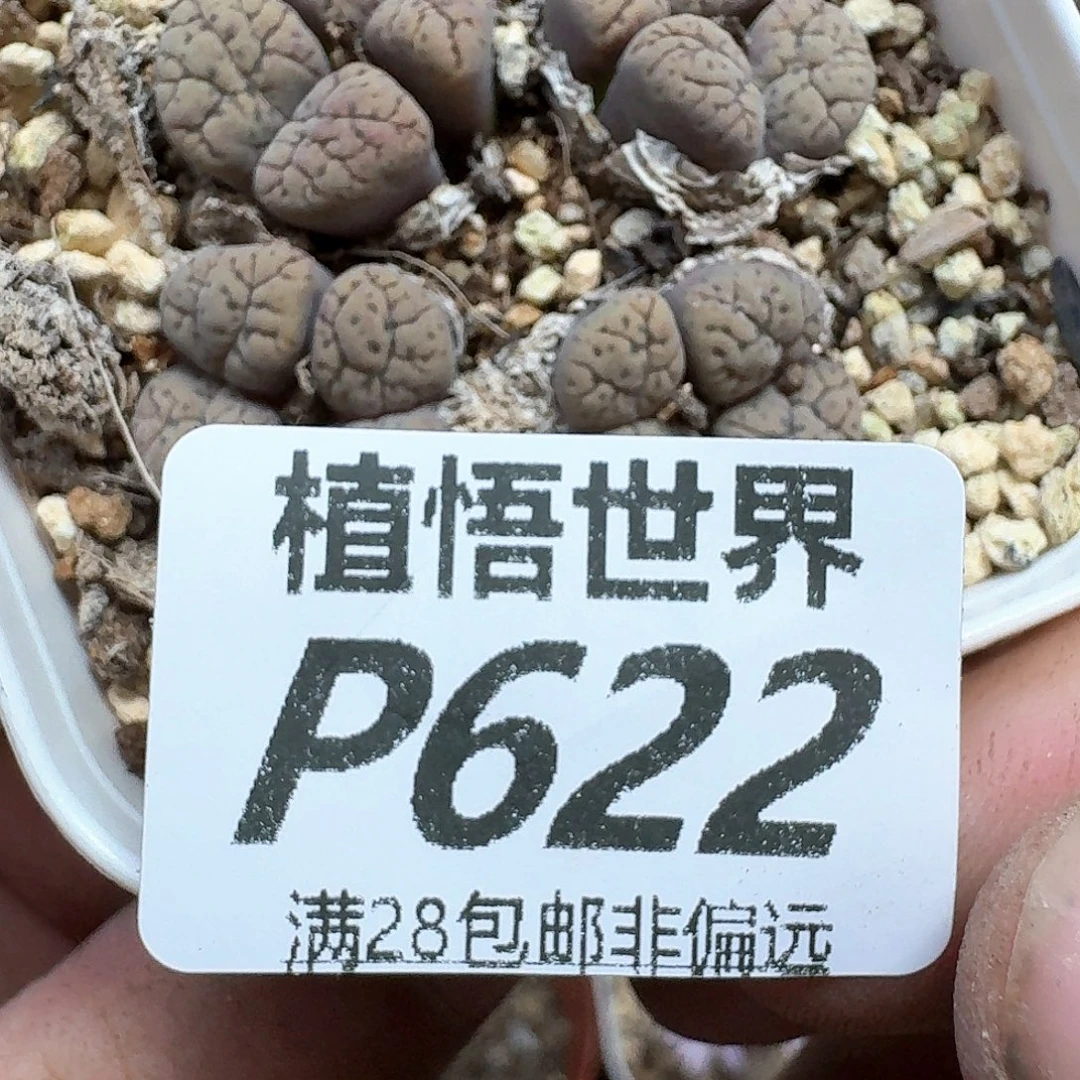 多肉植物的润泽地方