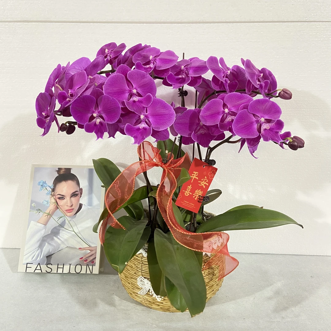 蝴蝶兰【红豆】鲜花盆栽室内观赏花花佛山基地直发好养易活