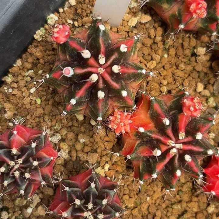 375-0715泰国发货多肉