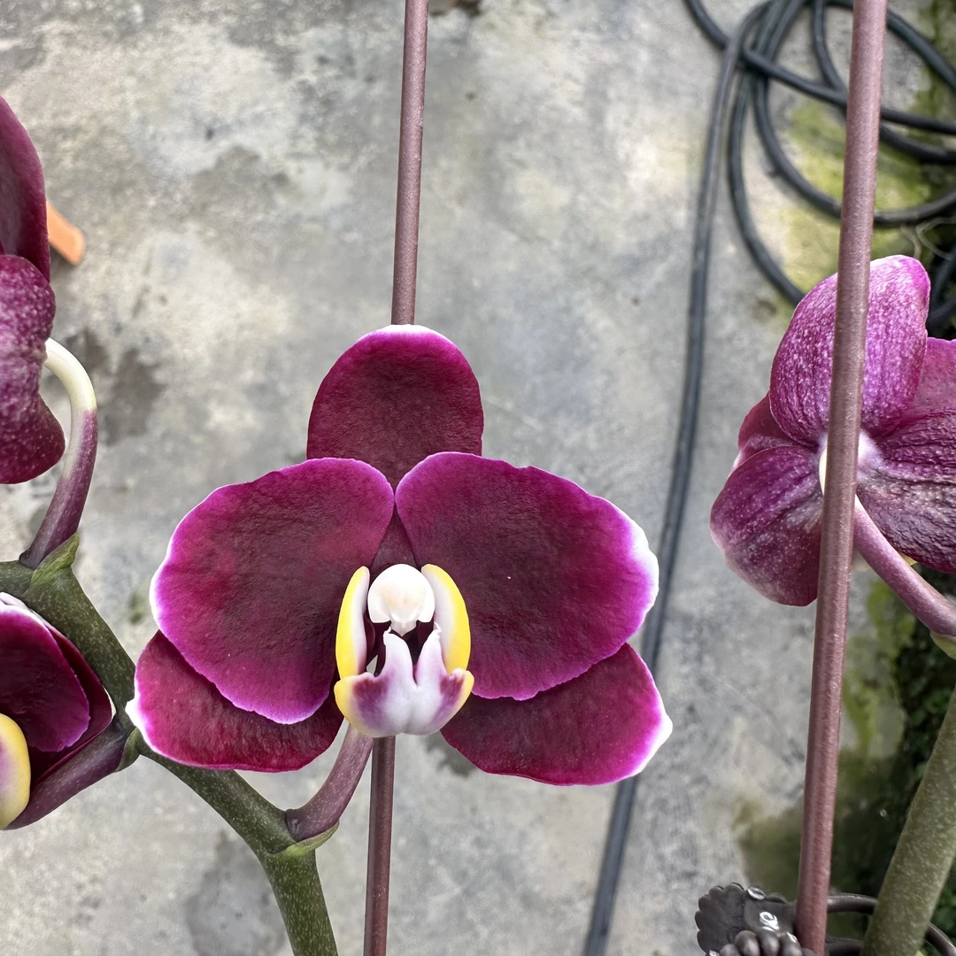 【巧克力3.0寸】蝴蝶兰鲜花盆栽