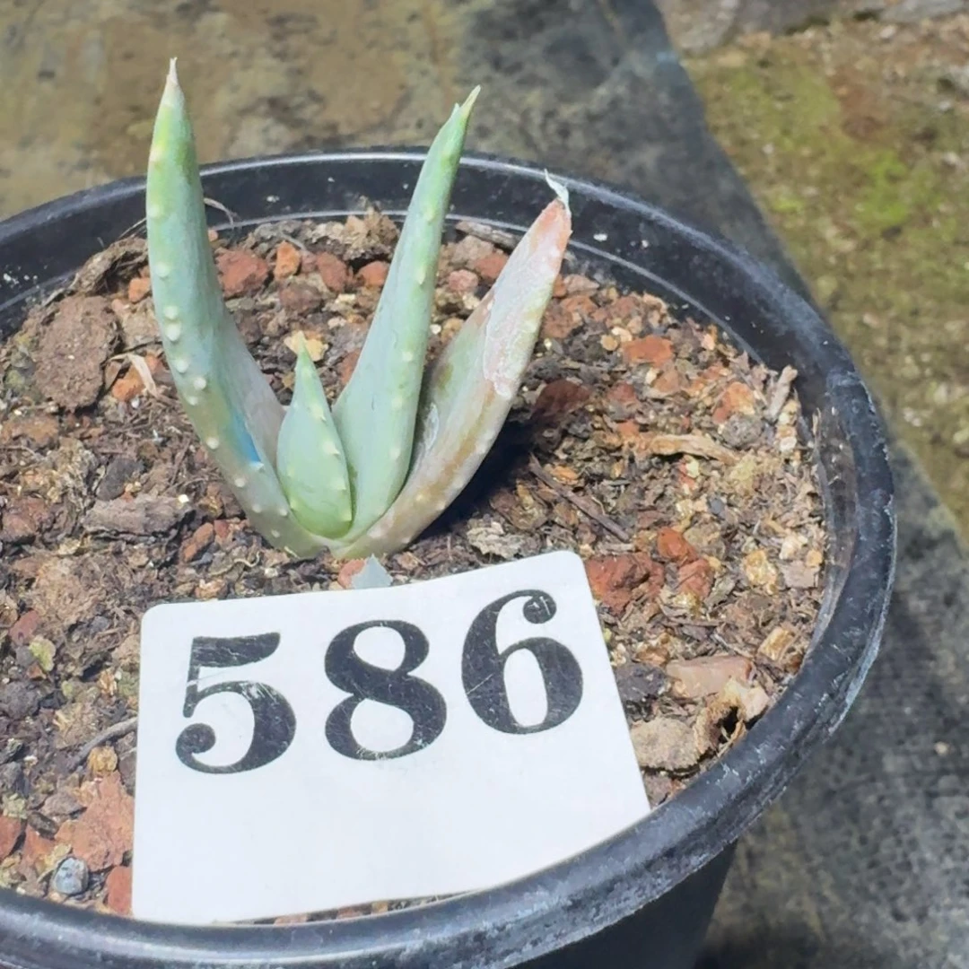 扳***活皮尔兰斯芦荟一物一拍多肉