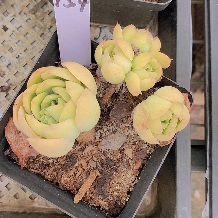 夜**兰154多肉植物老桩