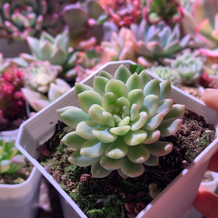 蓝精灵覆轮锦有根