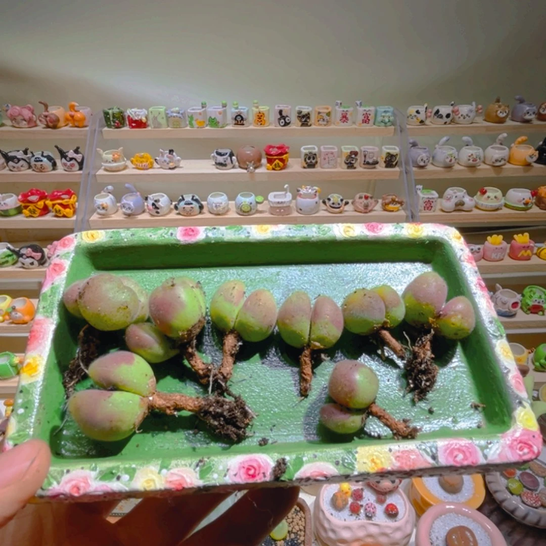 可***猫可乐专属折扣微瑕链接拍拍