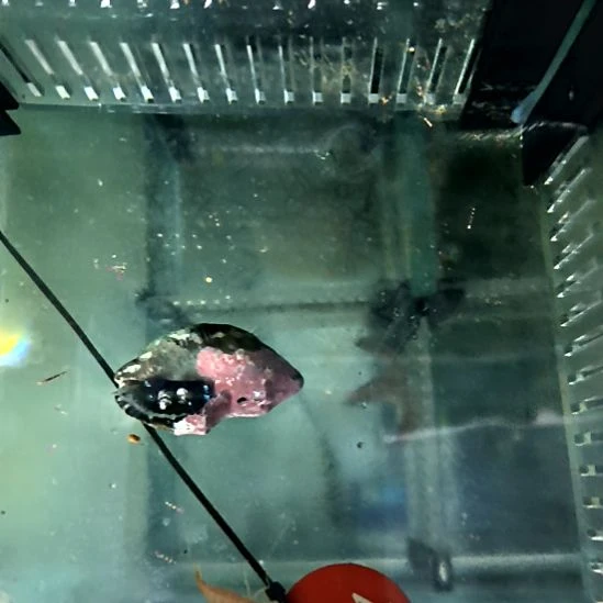 海水鱼蓝脚寄居蟹125-144