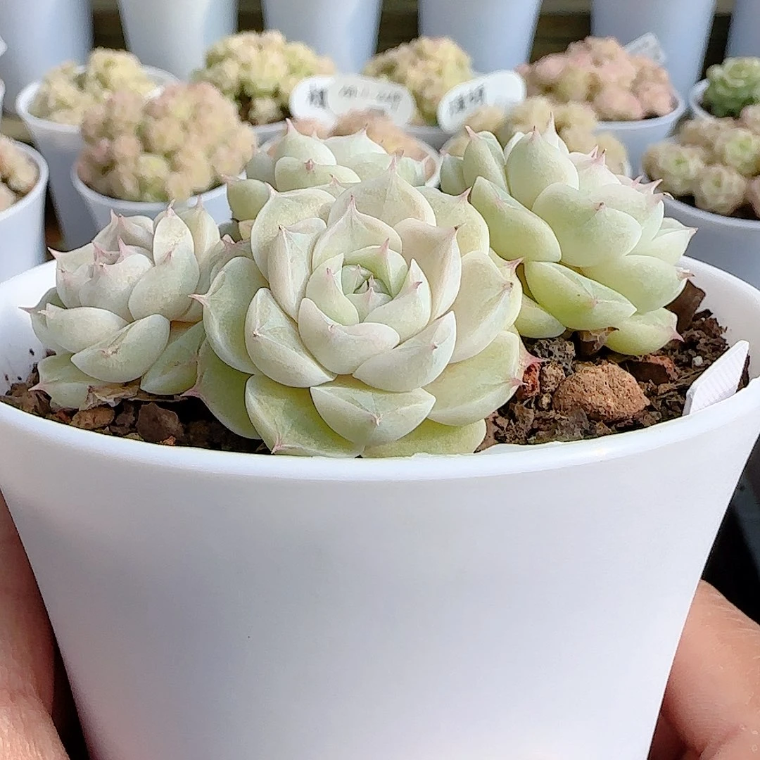 维***妮1214-99（女王专拍）多肉