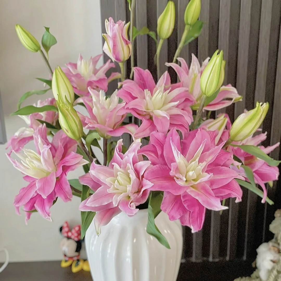 【重瓣百合】红丝带百合 品质鲜花顺丰1单包邮