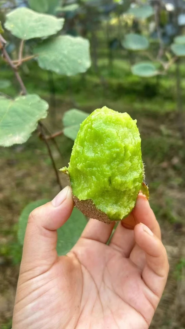 陕西正宗绿心翠香猕猴桃当季新鲜水果香甜多汁现摘现发