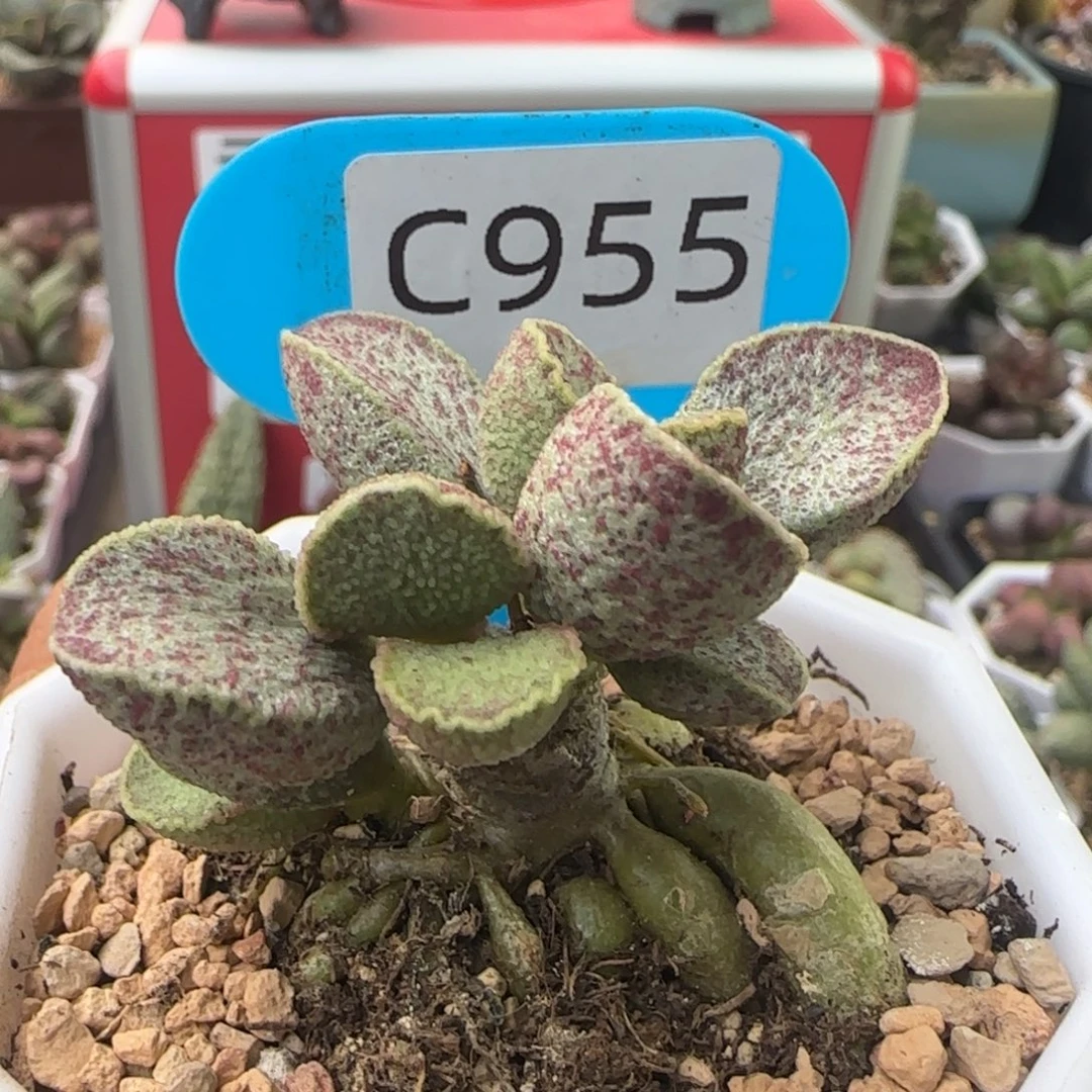6***6福利多肉。   955。
