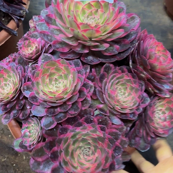 多肉植物不知名938