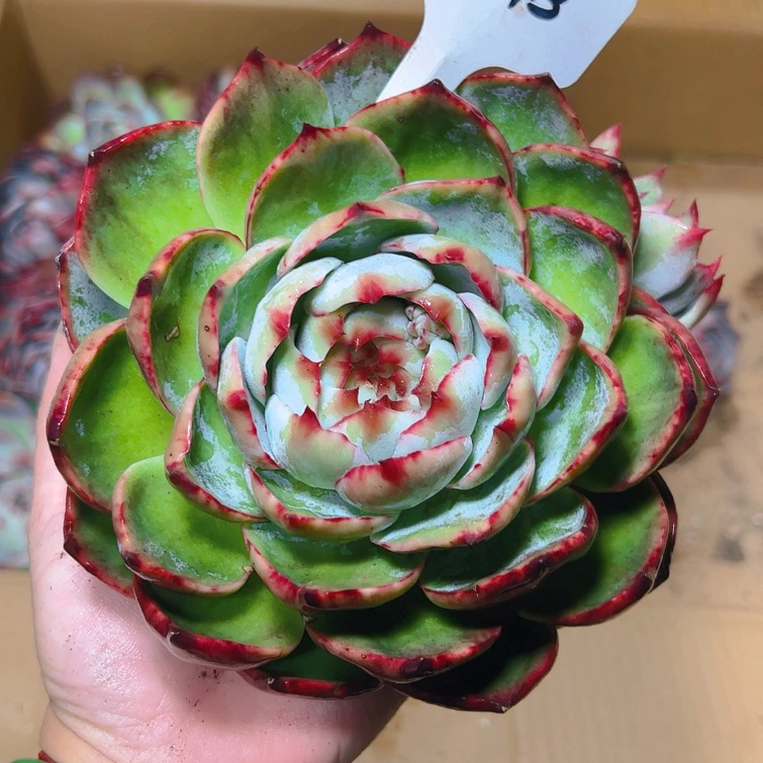 惊鸿仙子福利8043号