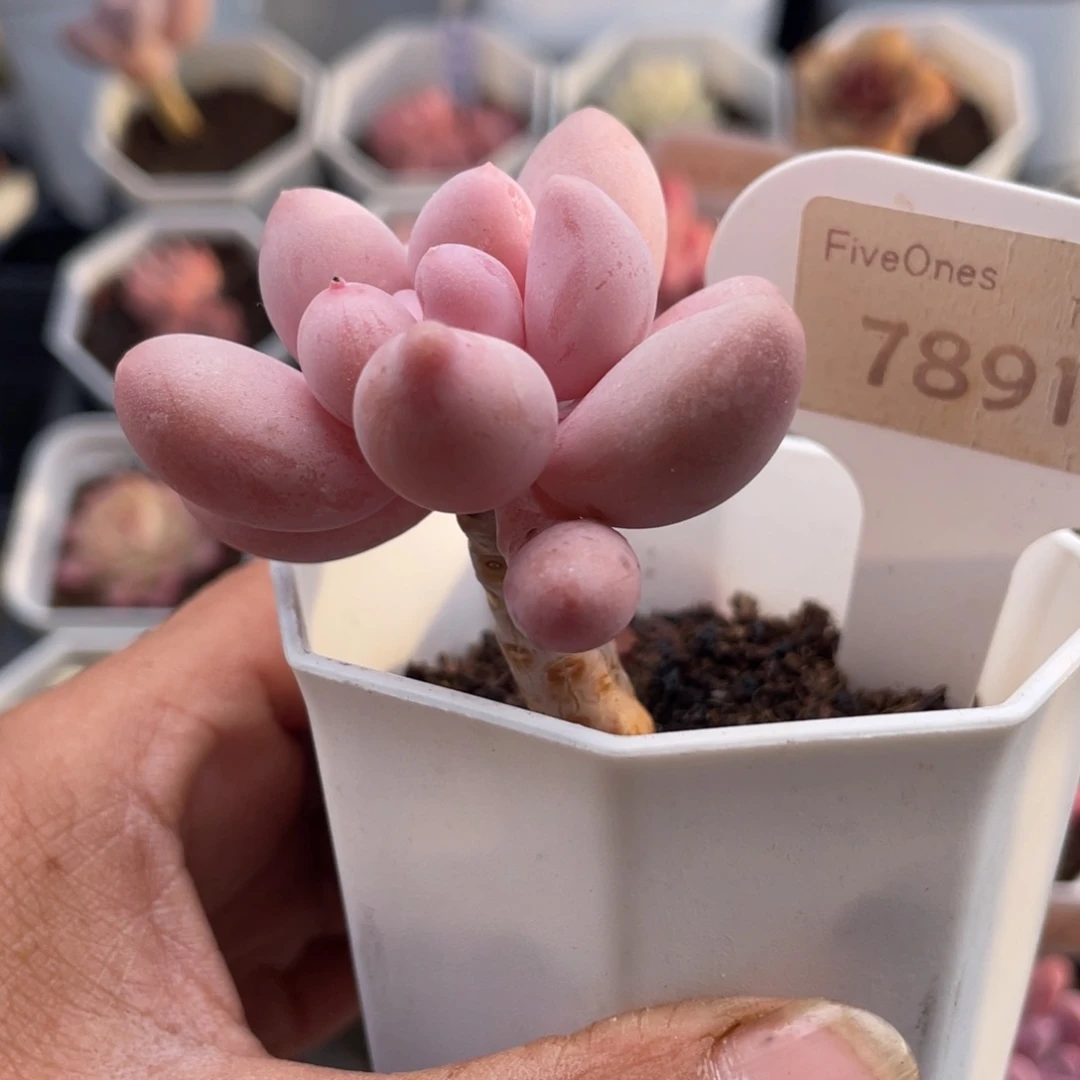 粉色恋人7891-5.5厘米