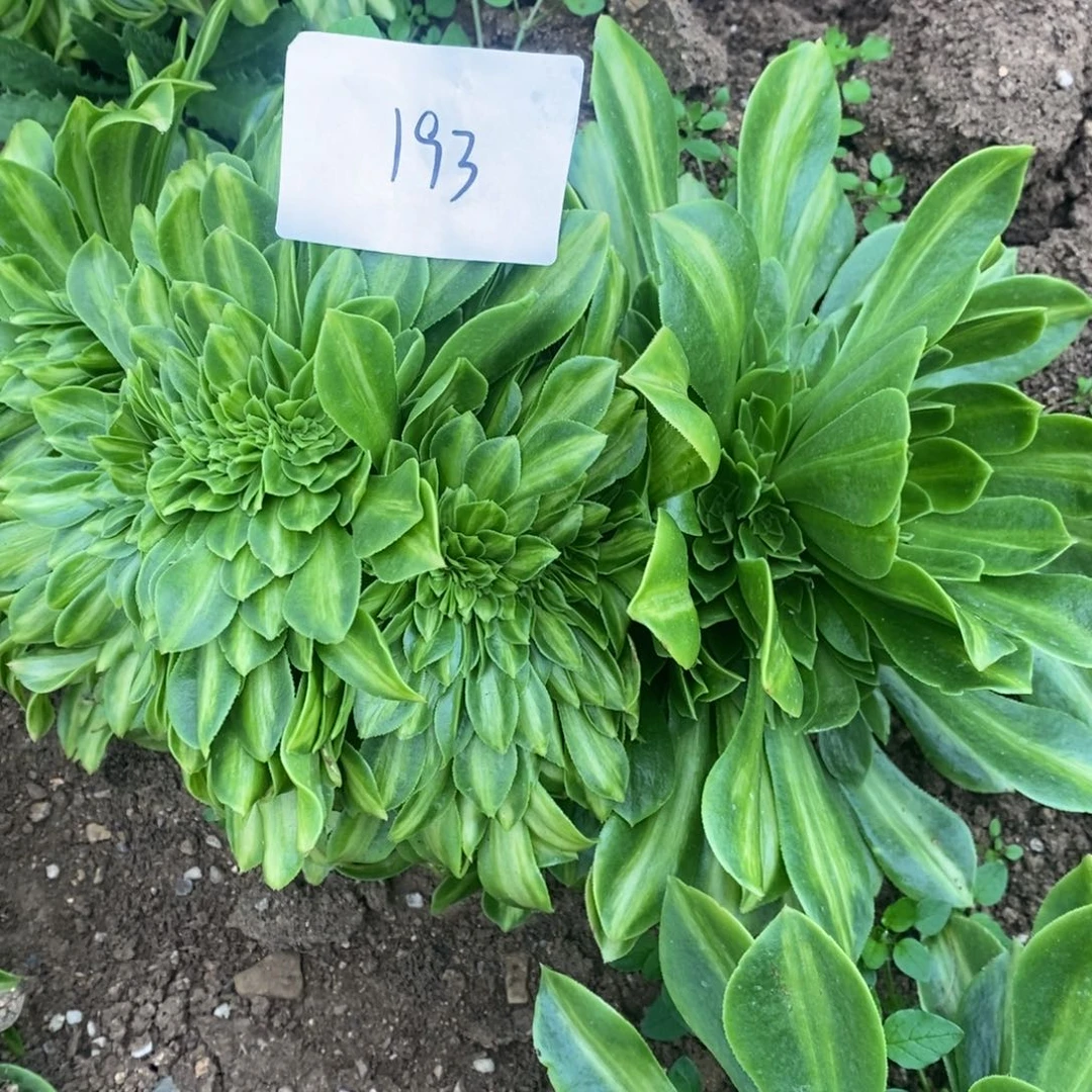 193夜光杯缀多肉植物