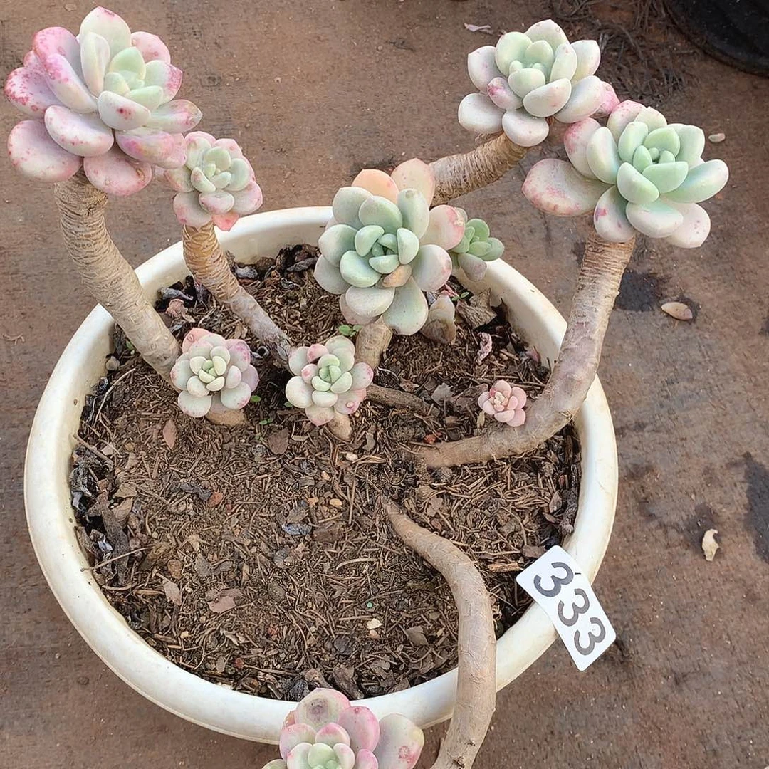 333花瓣鹿一物一拍多肉