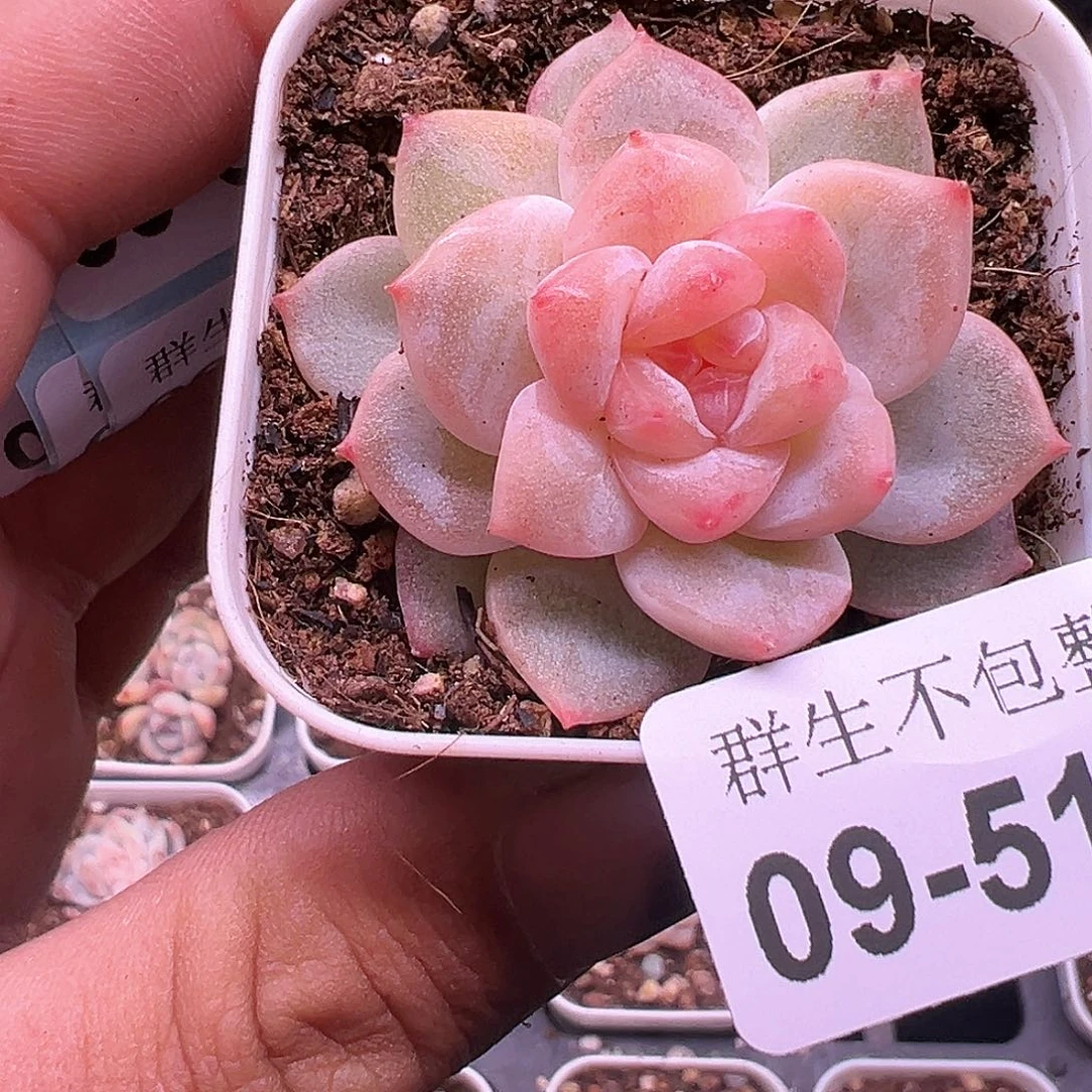 小卡拉米糖心一物一拍9-517