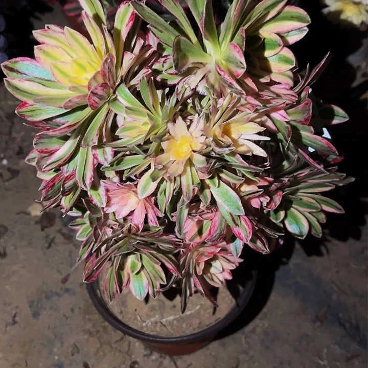 778锦多肉植物处理不售后砍头丛林