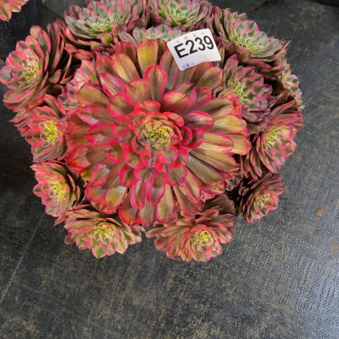 【闪购商品】23900