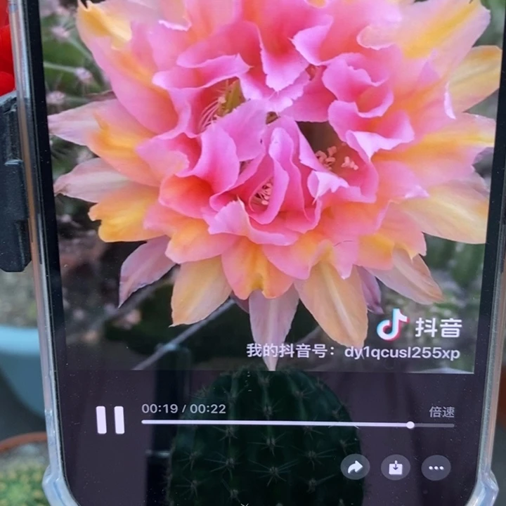 香香粉卷侧芽3.5-4公分左右