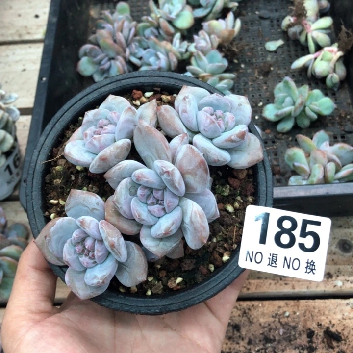 星影石榴籽福利出咯 185