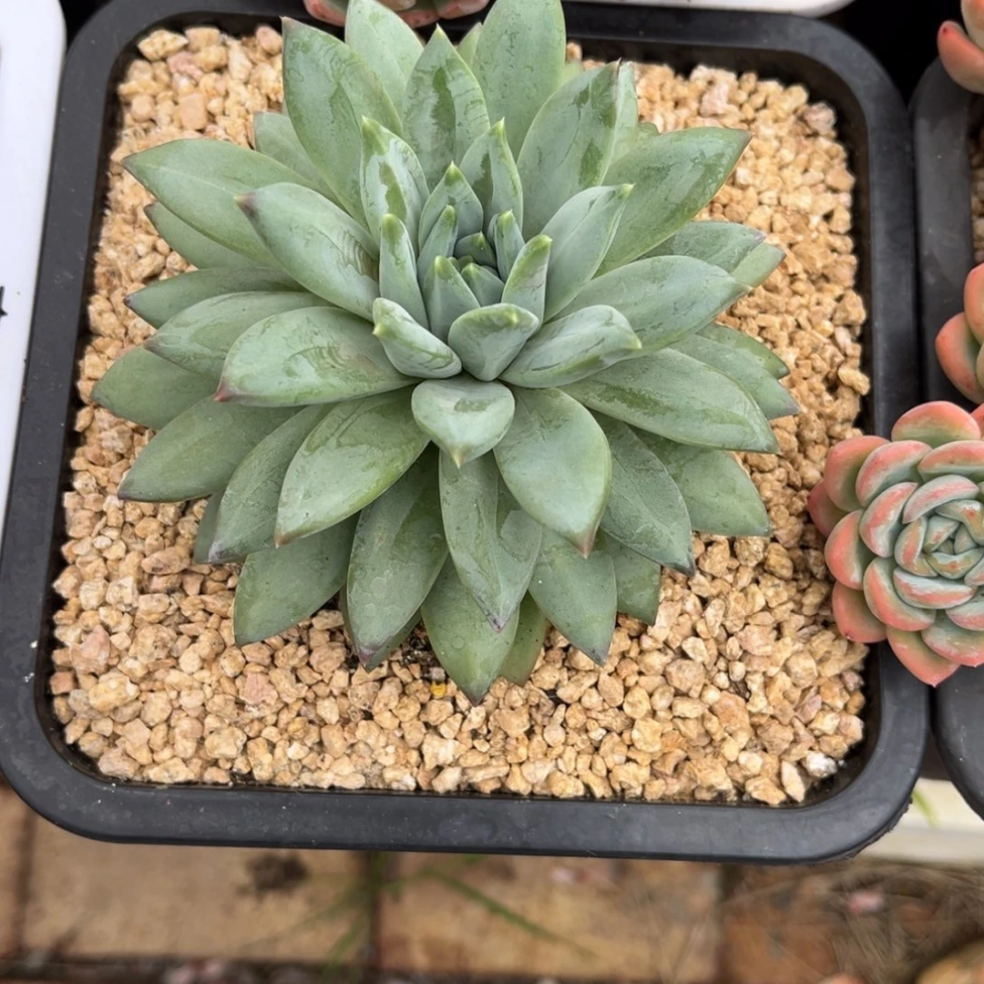 旁***白多肉植物杂交美人