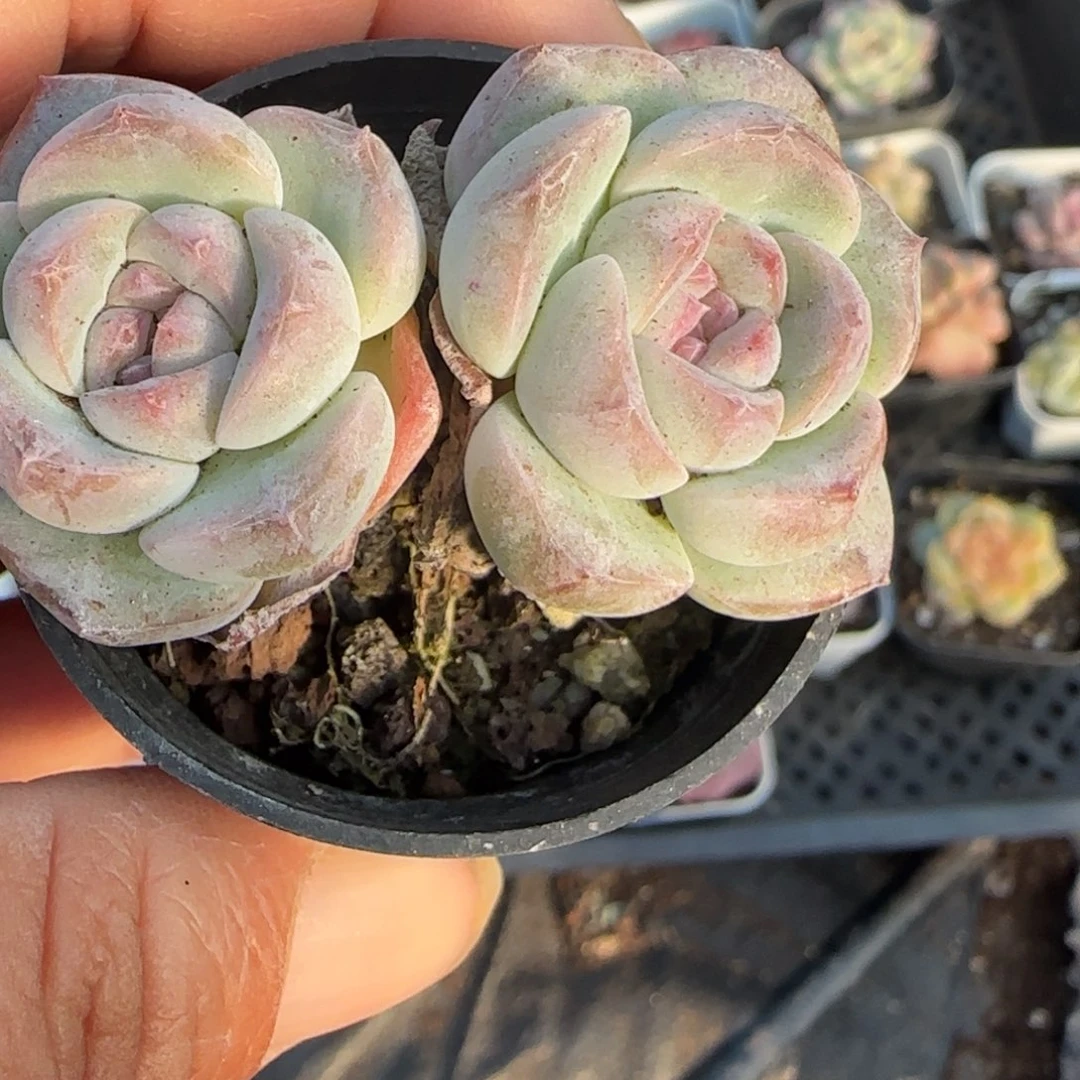 小卡拉米糖心一物一拍