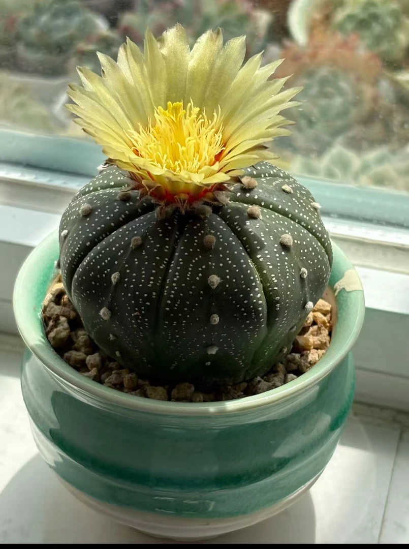 5颗 实生根 星兜 4-6cm 不指定带花苞