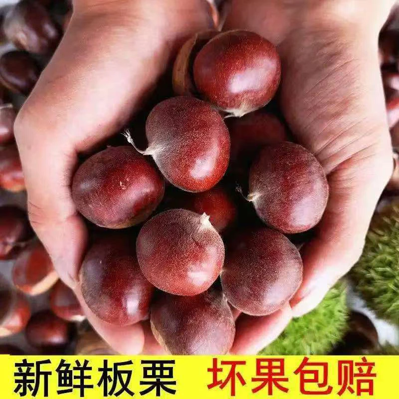 【买三斤送二斤】现摘现发新鲜板栗送栗爪难剥皮