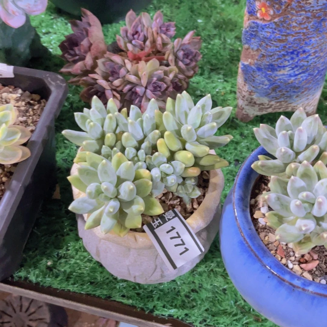星空美人多肉植物1771