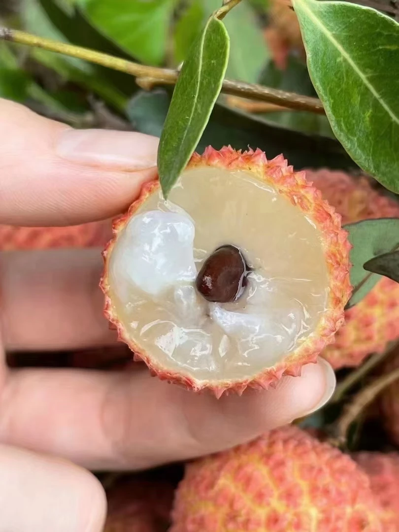 带绿荔枝198十斤装川渝包邮