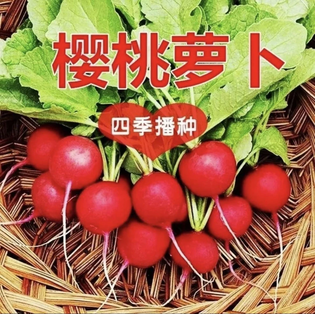 四季樱桃萝卜水果萝卜种子红皮白肉小萝卜秧苗高产速生蔬菜阳台
