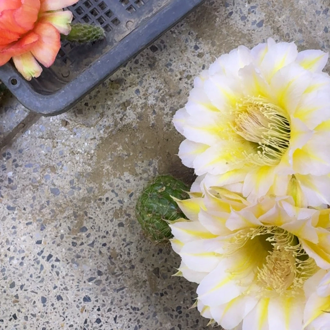 7彩草雪莲歪3公分左右无根侧牙，20包邮