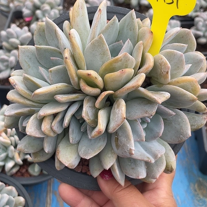 雪特多肉植物群生151