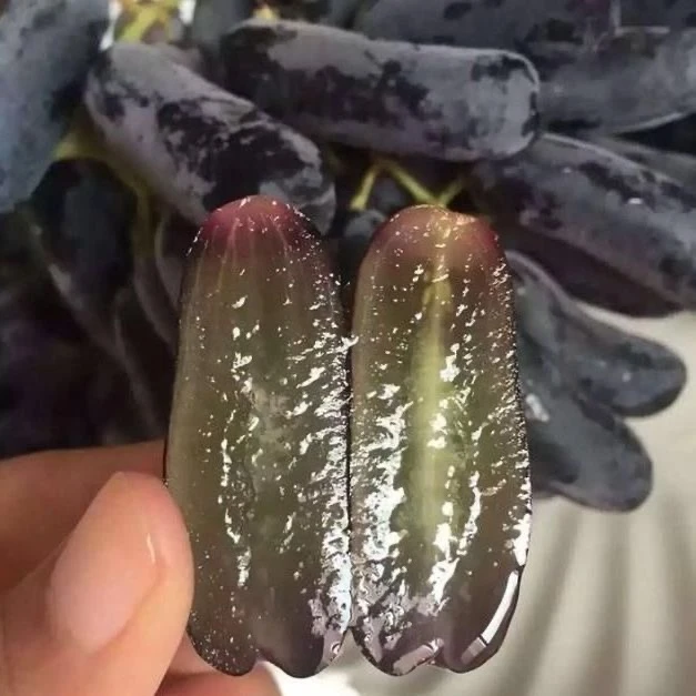 [顺丰冷链产地直发】新疆吐鲁番美人指蓝宝石无核葡萄带箱5斤