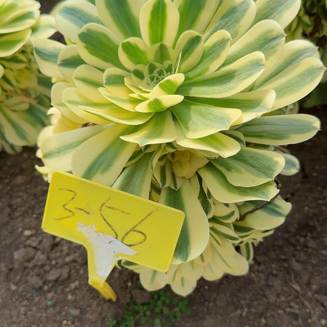 3-56---多头多肉植物