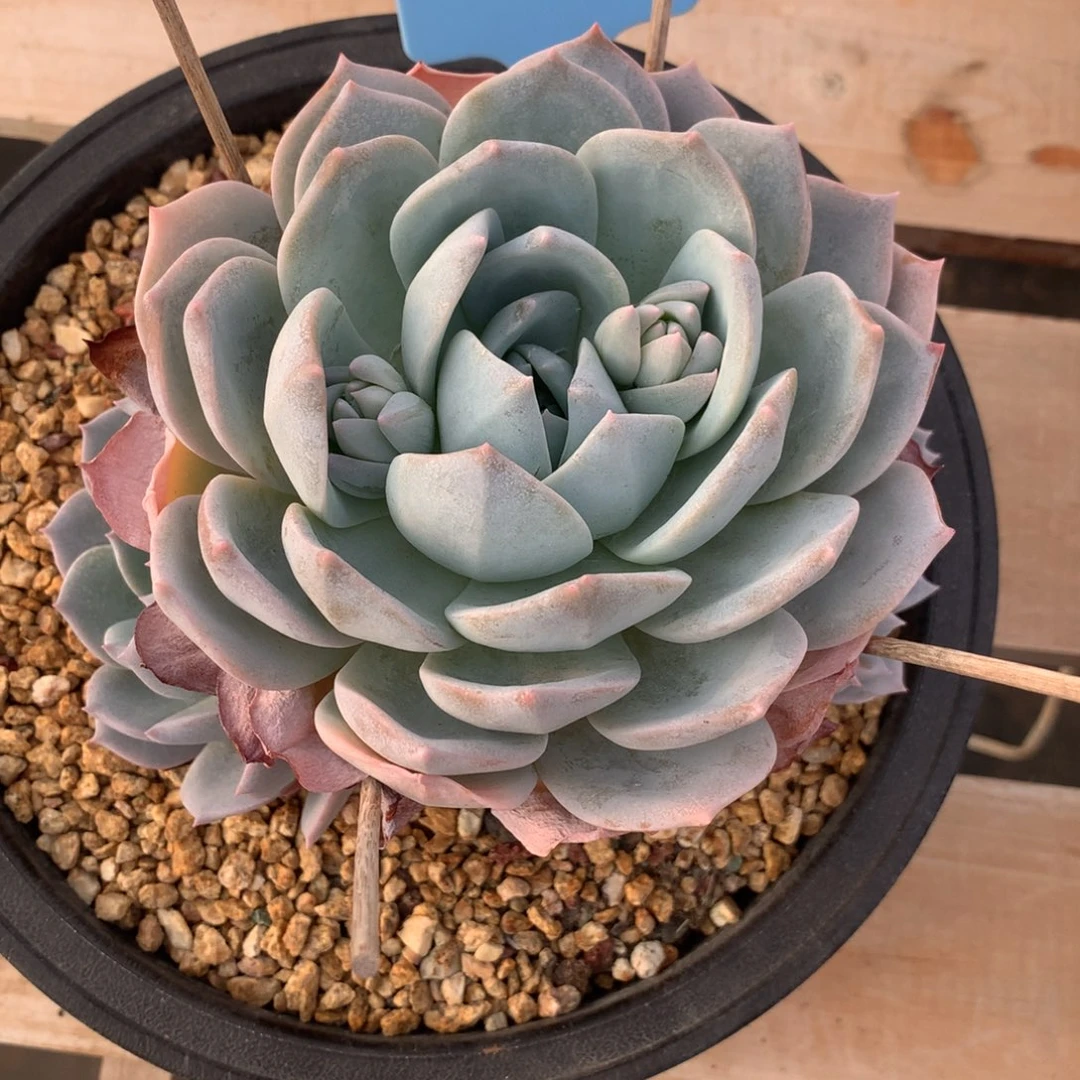 E***²350212-13白茶