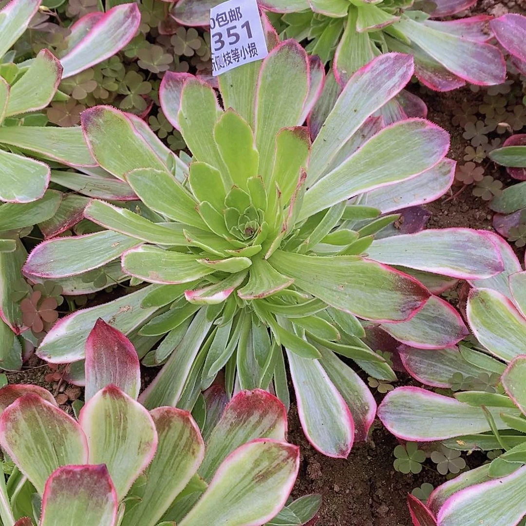 351莲花座多肉法师锦量拍