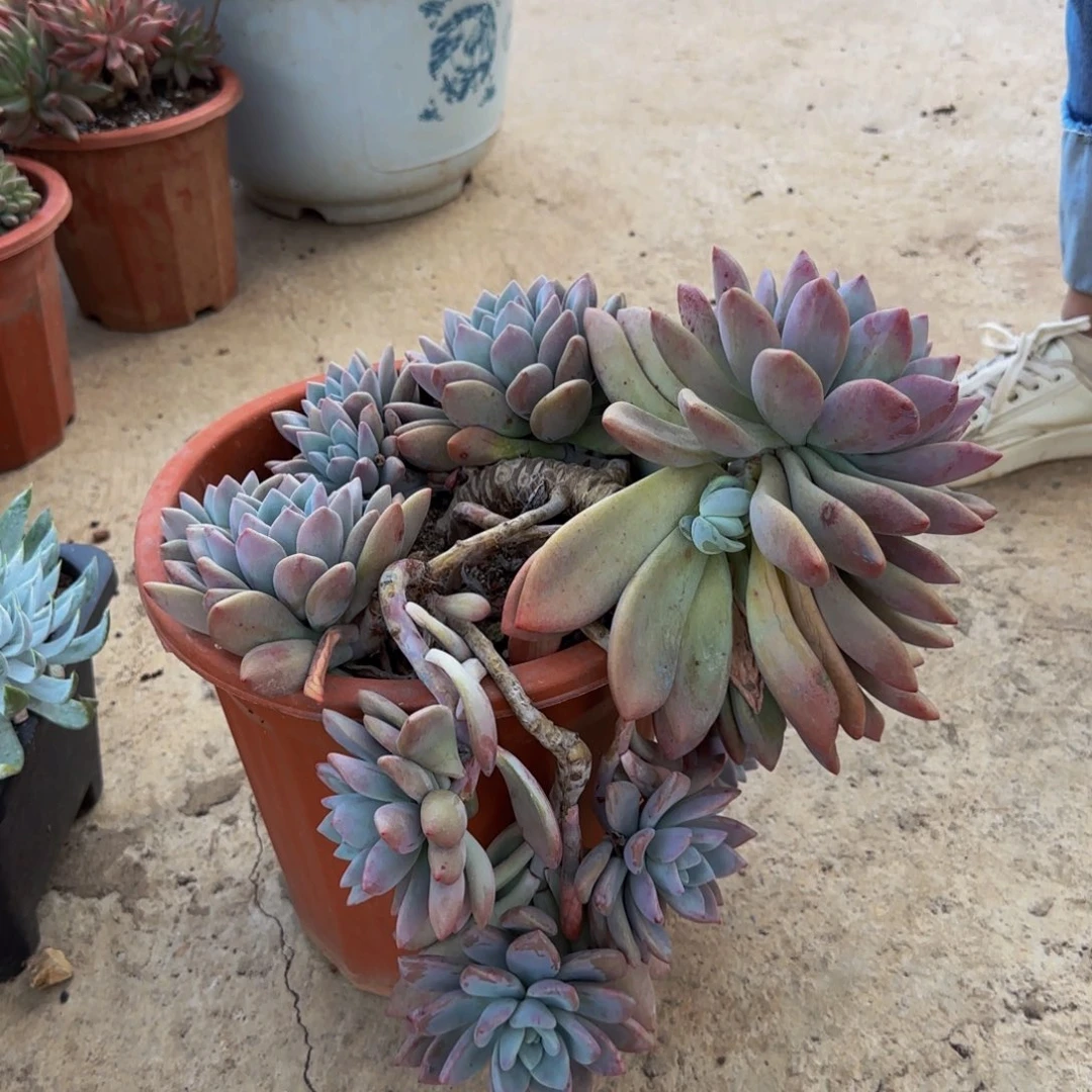 奥普多肉植物00000019