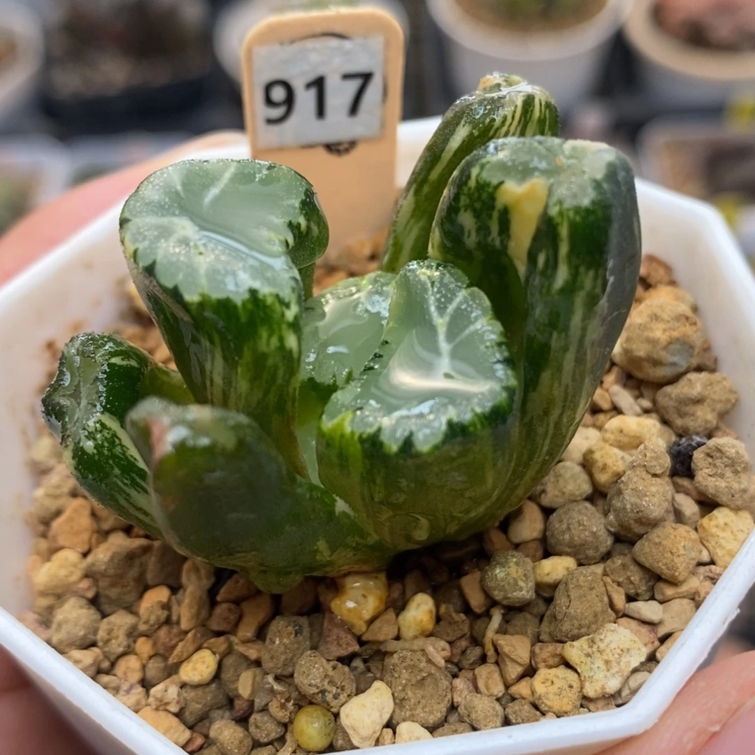 917霸王万象锦一物一拍