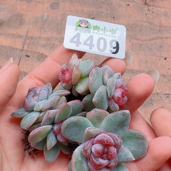 含***颠多肉植物多肉植物