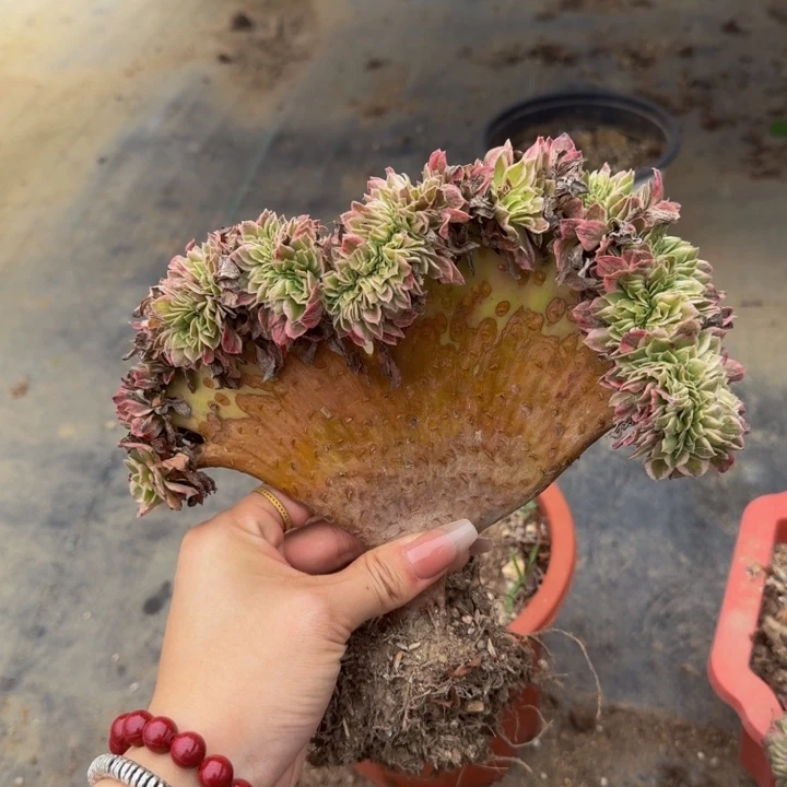 海王特特特特特特特特116