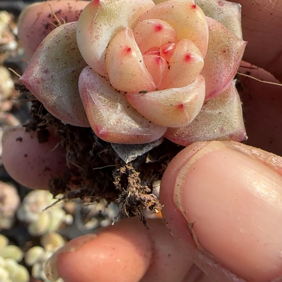 多肉小卡拉米糖心一物一拍