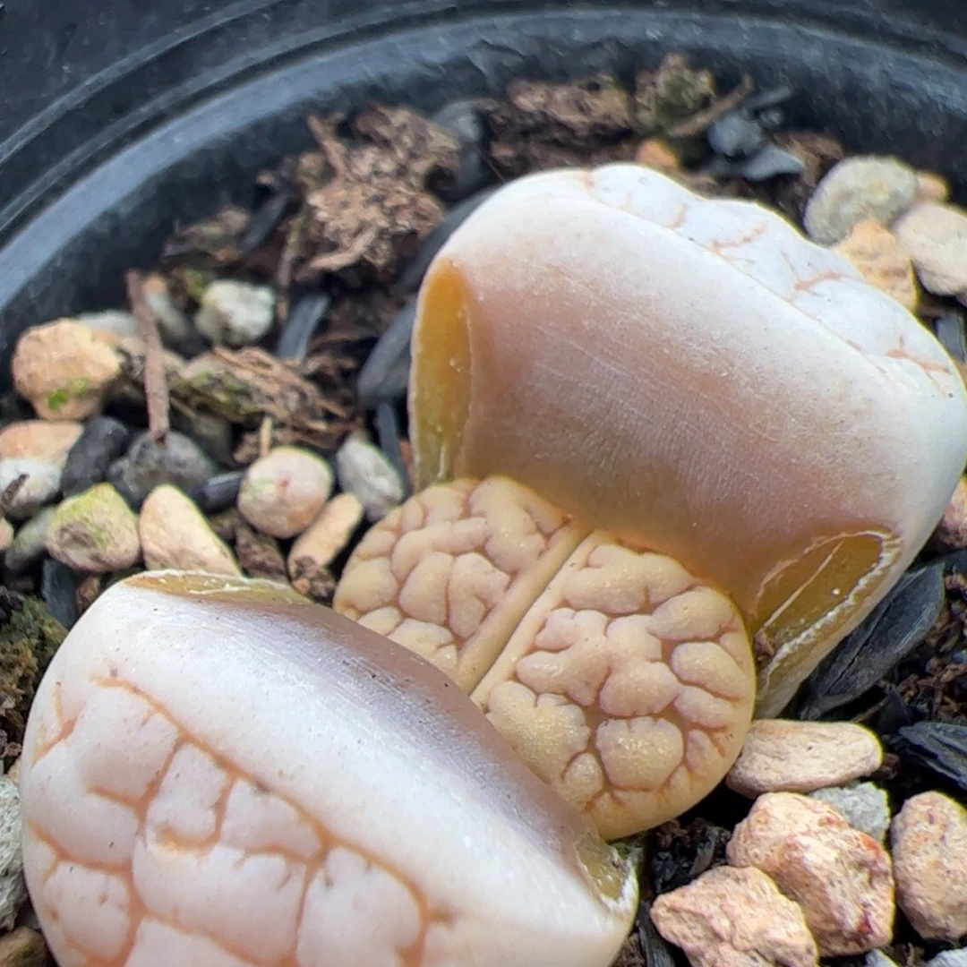 0296号189 多肉植物