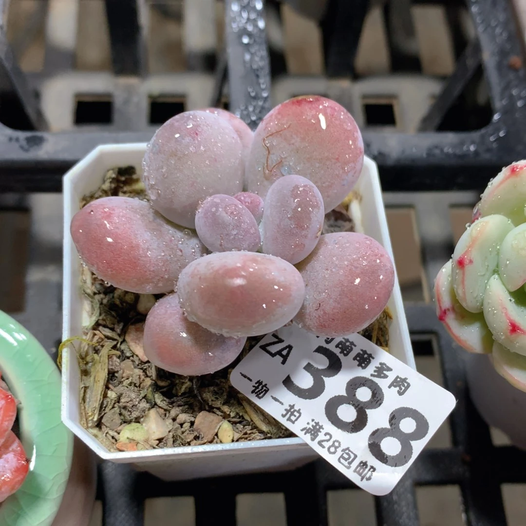 肉萌萌拇指盆精控多肉ZA388