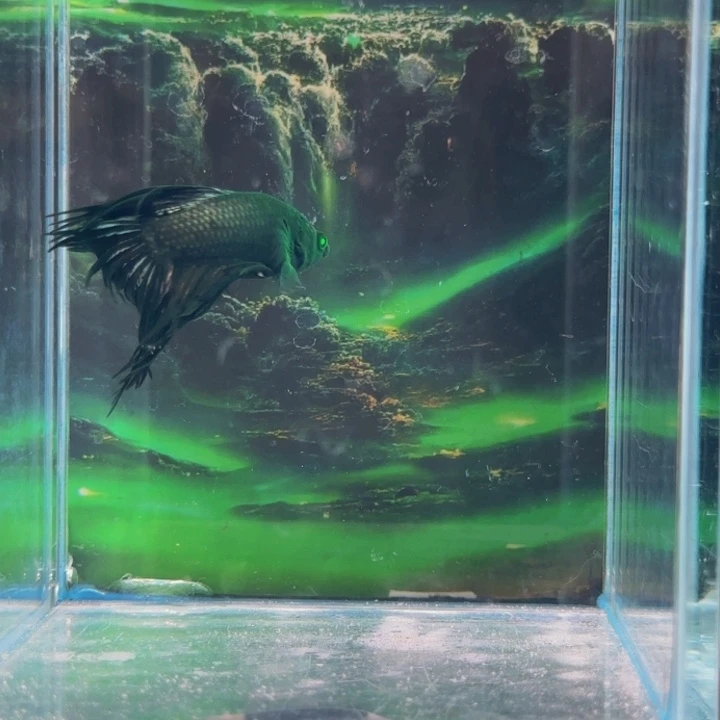 斗鱼我们就不会错过这些事呀